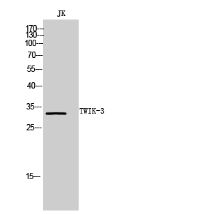1 - TWIK-3 Polyclonal Antibody AP72971
