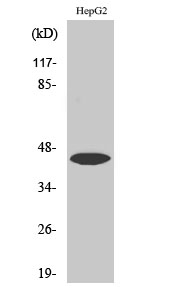 1 - Uba5 Polyclonal Antibody AP72978