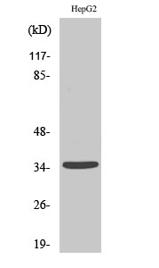 1 - Ubr1 Polyclonal Antibody AP72991