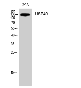 1 - USP40 Polyclonal Antibody AP73021