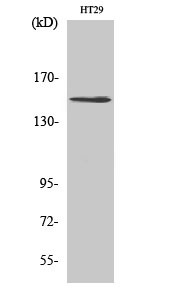 1 - USP42 Polyclonal Antibody AP73022