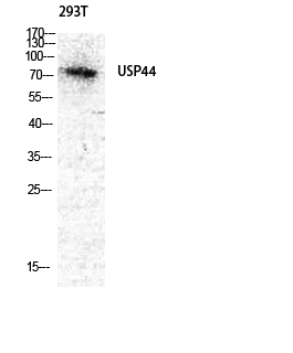 1 - USP44 Polyclonal Antibody AP73024