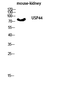 1 - USP44 Polyclonal Antibody AP73024