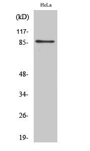 1 - UTP14A Polyclonal Antibody AP73029