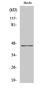 1 - V1RL2 Polyclonal Antibody AP73030