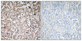 14 - VAMP-1/2/3 Polyclonal Antibody AP73033