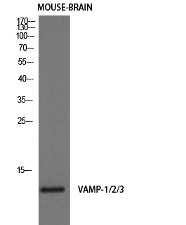 1 - VAMP-1/2/3 Polyclonal Antibody AP73033