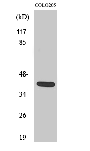 1 - Vasohibin Polyclonal Antibody AP73036