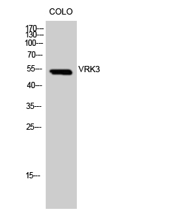 1 - VRK3 Polyclonal Antibody AP73076