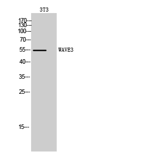 1 - WAVE3 Polyclonal Antibody AP73082