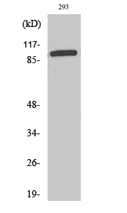 1 - WBSCR11 Polyclonal Antibody AP73084