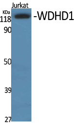 1 - WDHD1 Polyclonal Antibody AP73085