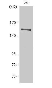 1 - YEATS2 Polyclonal Antibody AP73109