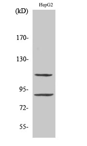 1 - ZBP-89 Polyclonal Antibody AP73117