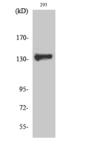 1 - ZBTB40 Polyclonal Antibody AP73118