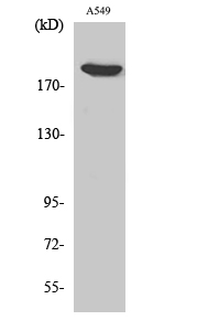 1 - ZC3H13 Polyclonal Antibody AP73120