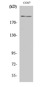 1 - ZFP106 Polyclonal Antibody AP73124