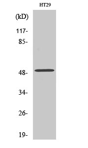 1 - ZFYVE19 Polyclonal Antibody AP73125