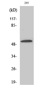 1 - ZIP7 Polyclonal Antibody AP73133