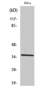 1 - ZIS Polyclonal Antibody AP73135