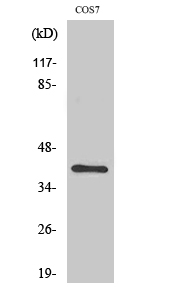 1 - ZNF134 Polyclonal Antibody AP73138