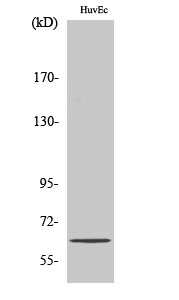 1 - ZNF329 Polyclonal Antibody AP73145