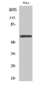 1 - ZNF397 Polyclonal Antibody AP73147