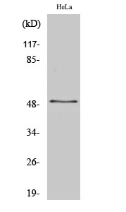 1 - ZNF436 Polyclonal Antibody AP73149