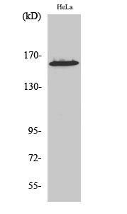 1 - ZNF608 Polyclonal Antibody AP73159
