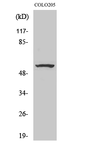 1 - ZNF682 Polyclonal Antibody AP73161