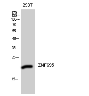 1 - ZNF695 Polyclonal Antibody AP73163