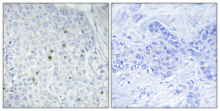 14 - ZNF785 Polyclonal Antibody AP73167
