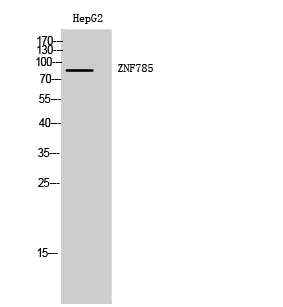 1 - ZNF785 Polyclonal Antibody AP73167