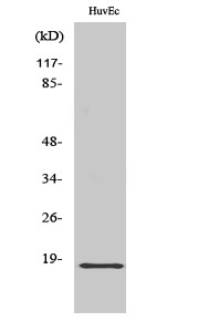 1 - ZNHIT1 Polyclonal Antibody AP73168