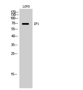 1 - ZP1 Polyclonal Antibody AP73177