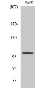 1 - ZZZ3 Polyclonal Antibody AP73182