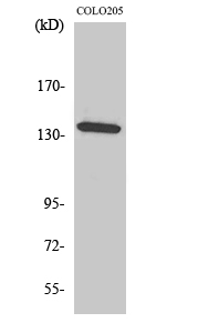1 - α-protein Kinase 1 Polyclonal Antibody AP73184