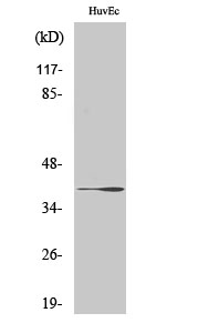 1 - β-1,3-Gal-T1 Polyclonal Antibody AP73185