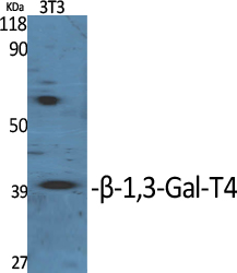 1 - β-1,3-Gal-T4 Polyclonal Antibody AP73187