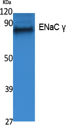 1 - ENaC γ Polyclonal Antibody AP73215