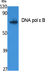 1 - DNA pol ε B Polyclonal Antibody AP73248