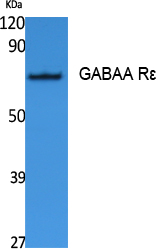 1 - GABAA Rε Polyclonal Antibody AP73251