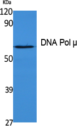 1 - DNA Pol µ Polyclonal Antibody AP73288