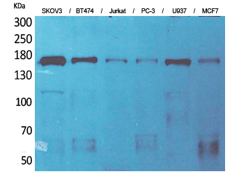 1 - SCP-2 Polyclonal Antibody AP73299