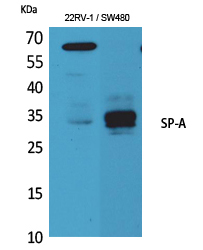 1 - SP-A Polyclonal Antibody AP73374
