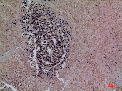 14 - SP-A Polyclonal Antibody AP73374