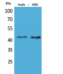 1 - Layilin Polyclonal Antibody AP73405