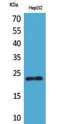 1 - SNAP 23 Polyclonal Antibody AP73414