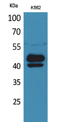 1 - PSG1 Polyclonal Antibody AP73436