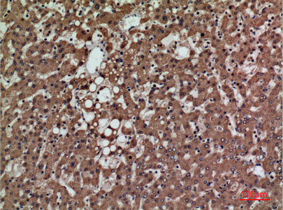 14 - PSG1 Polyclonal Antibody AP73436
